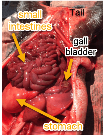 gall bladder, SI, stomach