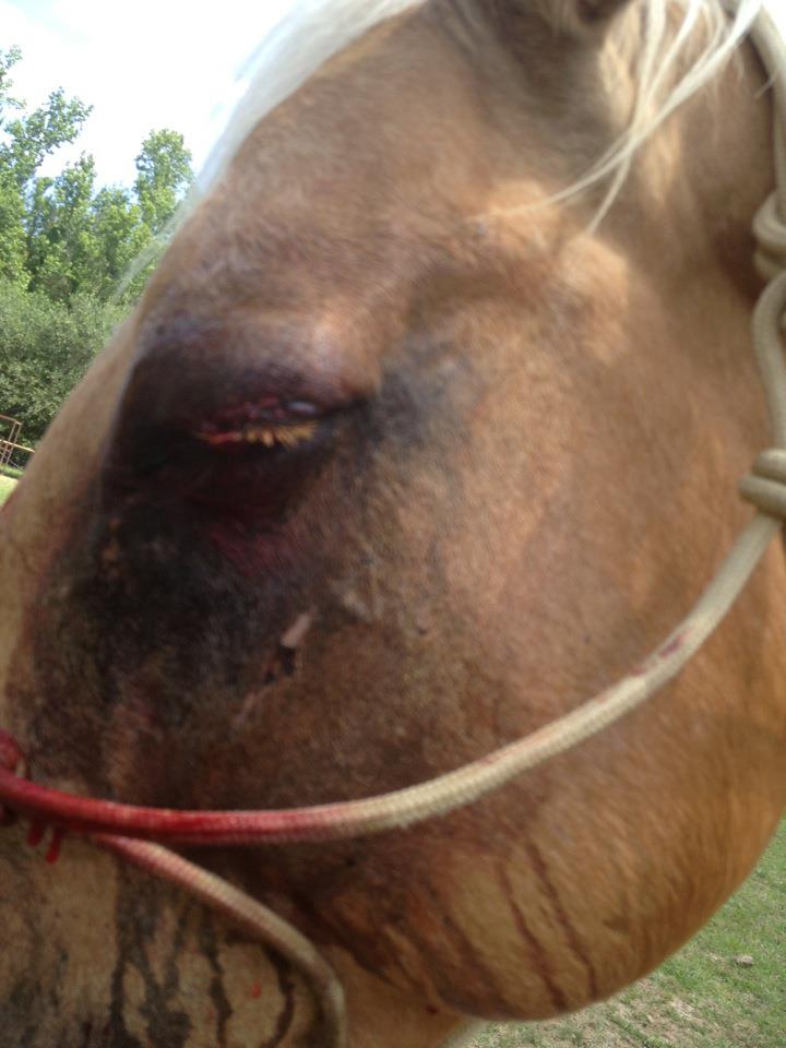 horse eyelid laceration after