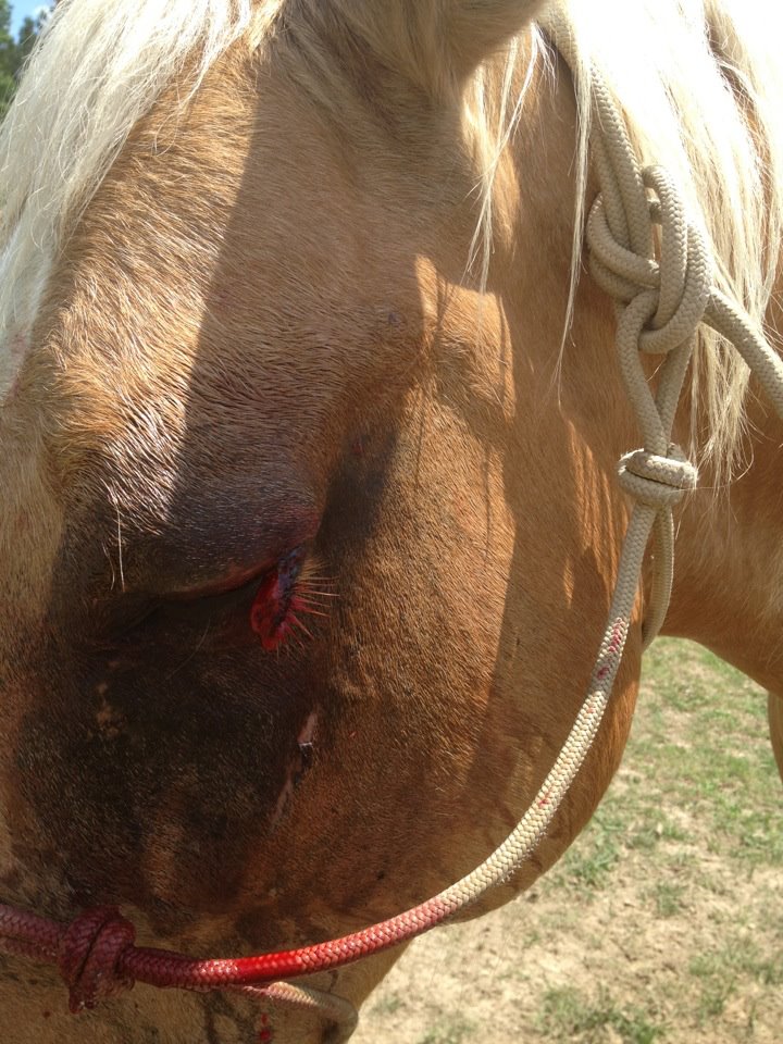 horse eyelid laceration before